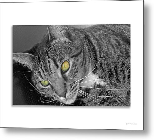 Animal Metal Print featuring the photograph Jade - black and white by Frank Mari