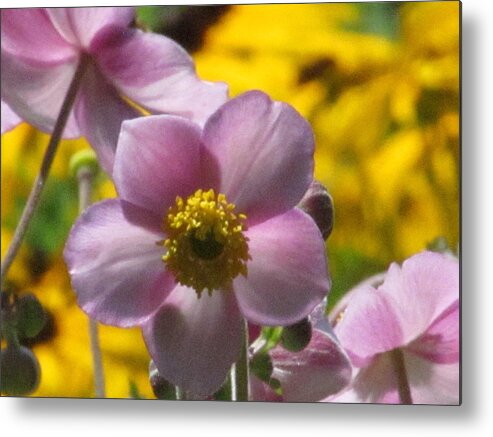Japanese Anemone Metal Print featuring the photograph Japanese Anemone by Alfred Ng
