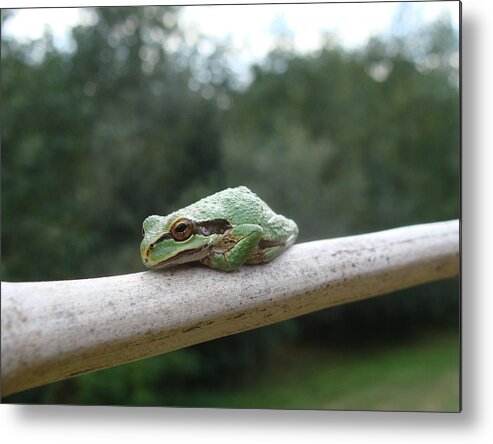 Frog Metal Print featuring the photograph Just Chillin' by Cheryl Hoyle
