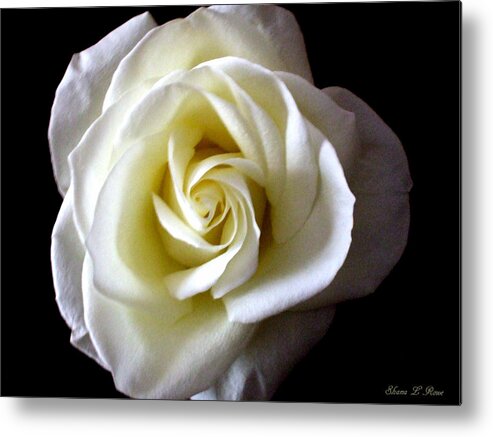 White Metal Print featuring the photograph Kiss of a Rose by Shana Rowe Jackson