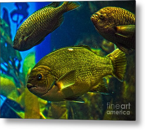 Sea Life Metal Print featuring the photograph Kissing Fish by Fred L Gardner