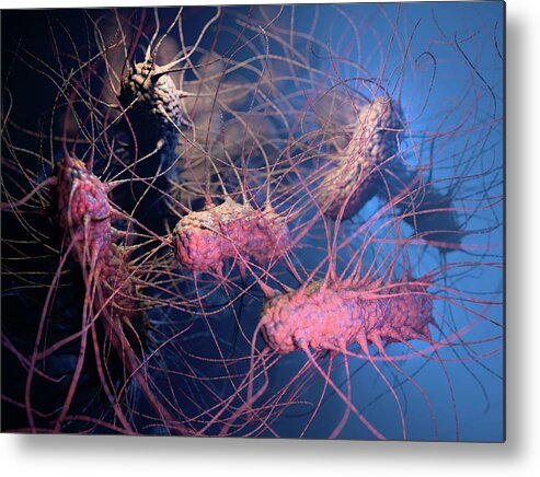 Bacteria Metal Print featuring the photograph Klebsiella Pneumoniae Bacteria by Hipersynteza