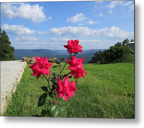 Floral Metal Print featuring the photograph Knock Out Rose by Aaron Martens