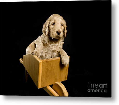 Adorable Metal Print featuring the photograph Labradoodle Puppy in a Wheelbarrow by Gord Horne