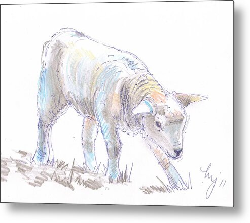 Lamb Metal Print featuring the drawing Lamb Sketch by Mike Jory