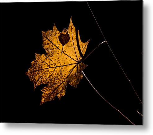 Leaf Photo Metal Print featuring the photograph Leaf Leaf by Leif Sohlman