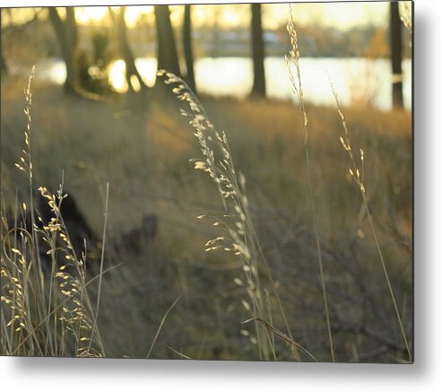 Seeds Metal Print featuring the photograph Leaves of Grass by Jessica Myscofski