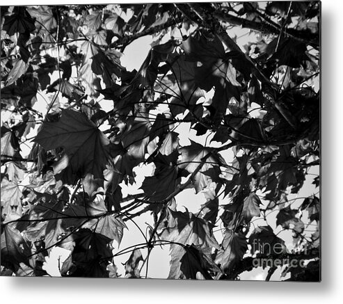 Leaves Metal Print featuring the photograph Leaves on a Tree ll by Laura Wong-Rose