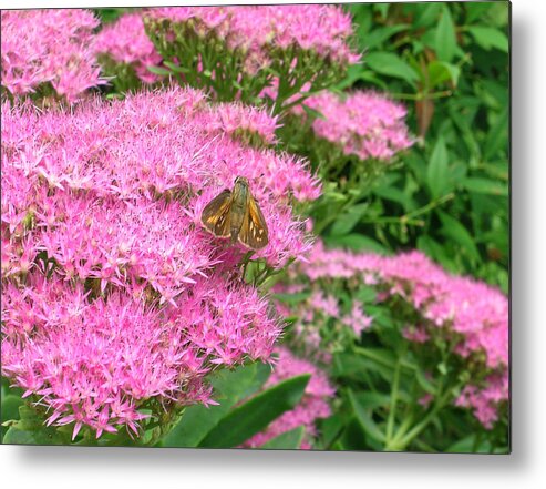 Lepidopterian Metal Print featuring the photograph Lepidopterian Feeding on Milkweed by Douglas Barnett