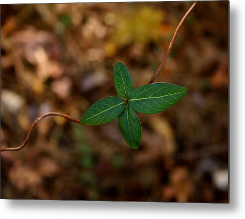 Green Metal Print featuring the photograph Life on a Vine by Karen Harrison Brown