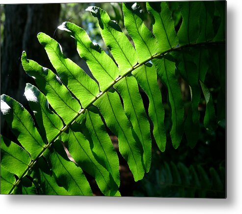 Fern Metal Print featuring the photograph Lighted Leaf by Richard Reeve