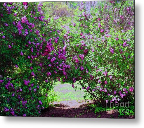 Lilac Metal Print featuring the photograph Lilac Garden In Colonial Park by Susan Carella