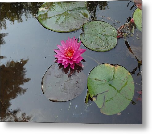 Lily Pad Metal Print featuring the photograph Lily Flower by Michael Porchik