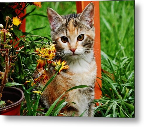 Cat Metal Print featuring the photograph LILY Garden Cat by VLee Watson