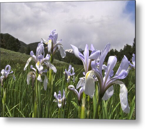Colorado Metal Print featuring the painting Lily Of The Mountains by Alan Johnson
