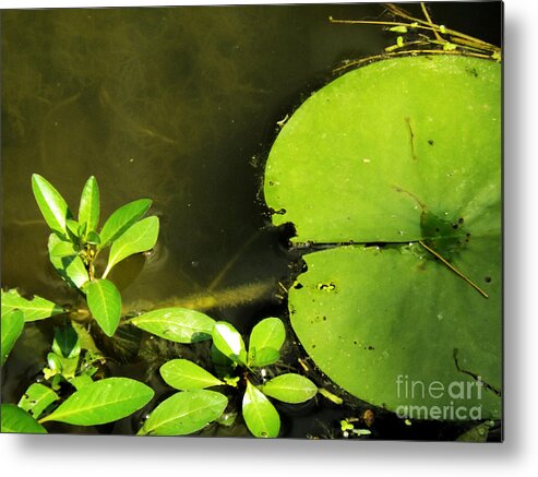 Lily Pad Metal Print featuring the photograph Lily Pad by Robyn King