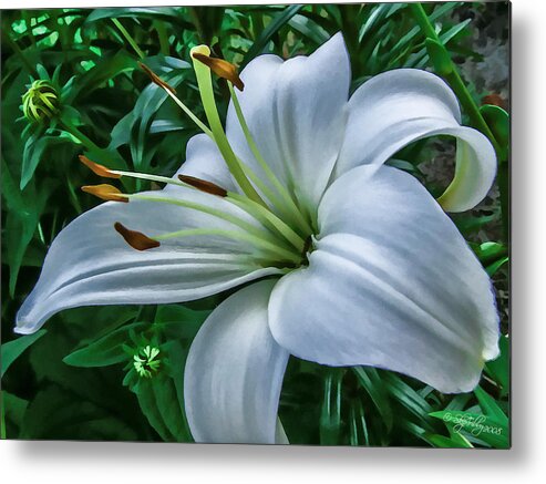 Flower Metal Print featuring the photograph Lily by Skip Tribby