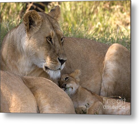Lion Cub Metal Print featuring the photograph Lion and Cub by Chris Scroggins