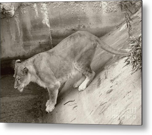 Sepia Metal Print featuring the photograph Lioness Sepia by Joseph Baril