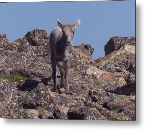 Nature Metal Print featuring the photograph Little big horn sheep looking by Thomas Samida