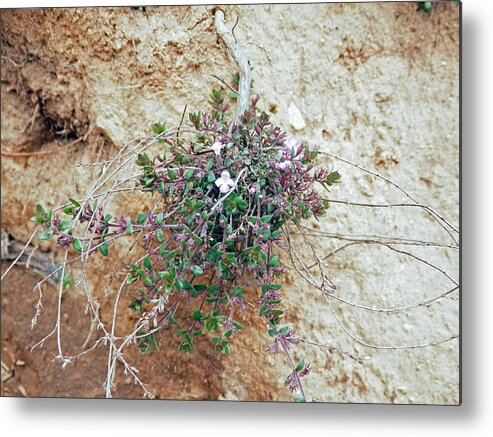 Wildflower Metal Print featuring the photograph Little Himalayan Jewel by Pema Hou