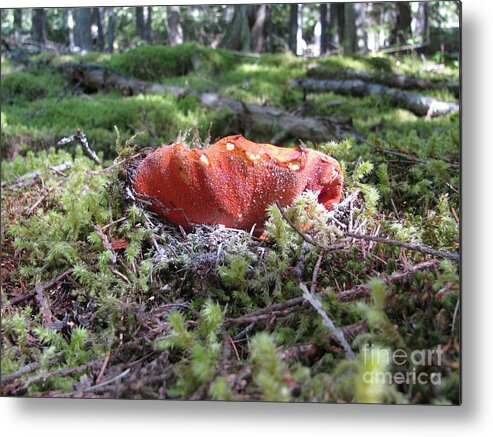 Lobster Metal Print featuring the photograph Lobster Mushroom by Leone Lund