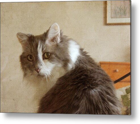 Cat Metal Print featuring the photograph Long-Haired Cat Portrait by Jayne Wilson