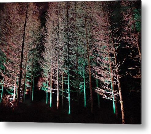 Longwood Metal Print featuring the photograph Longwood Gardens - Tree Stand at Night by Richard Reeve