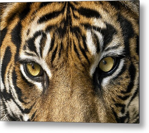 Tigers Metal Print featuring the photograph Look into my eyes by Gary Neiss