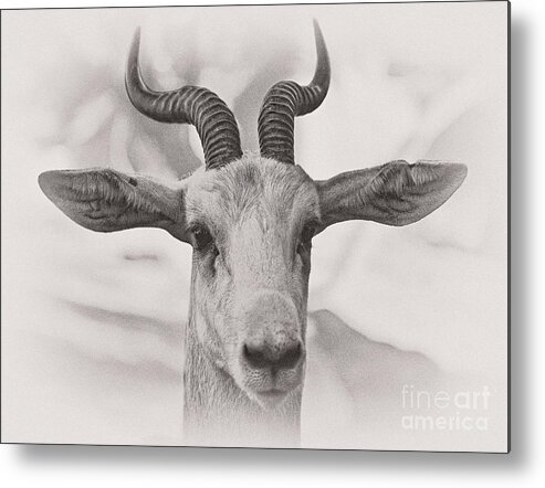 Animal Metal Print featuring the photograph Look Straight by Jonathan Nguyen