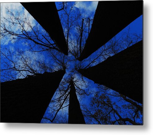 Trees Metal Print featuring the photograph Looking Up by Raymond Salani III