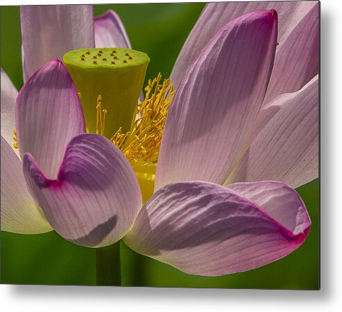 Flower Metal Print featuring the photograph Lotus Blossom Closeup by William Bitman