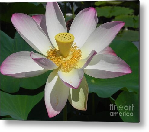 Photography Metal Print featuring the photograph Lotus Flower by Chrisann Ellis