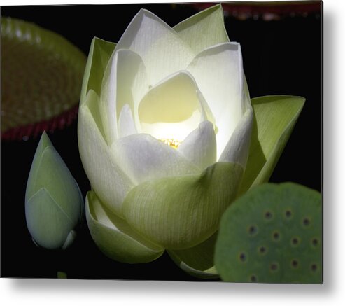 Flower Metal Print featuring the photograph Lotus Flower in White by Julie Palencia