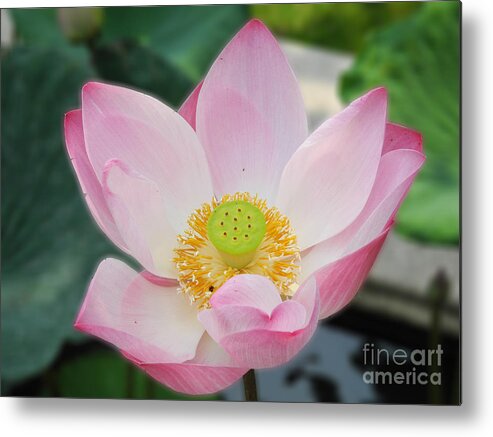 Bangkok Metal Print featuring the photograph Lotus Stands Upright by Mini Arora