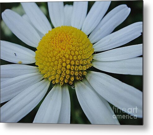 Flower Metal Print featuring the photograph Lovely flower in white and yellow by Karin Ravasio