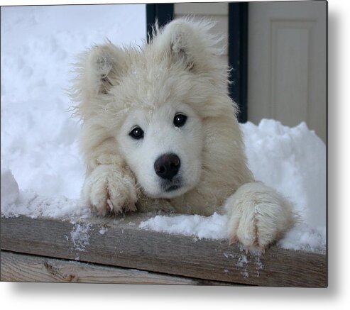 Samoyed Metal Print featuring the photograph Loving The Snow by Shane Bechler