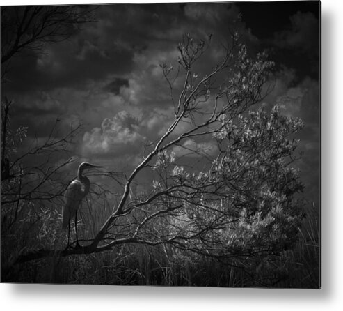 Egret Metal Print featuring the photograph Loxahatchee Heron At Sunset by Bradley R Youngberg