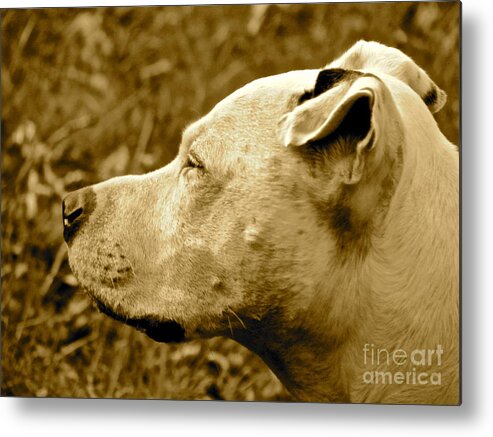 Pit Bulls Metal Print featuring the photograph Loyalty and Strength by Q's House of Art ArtandFinePhotography