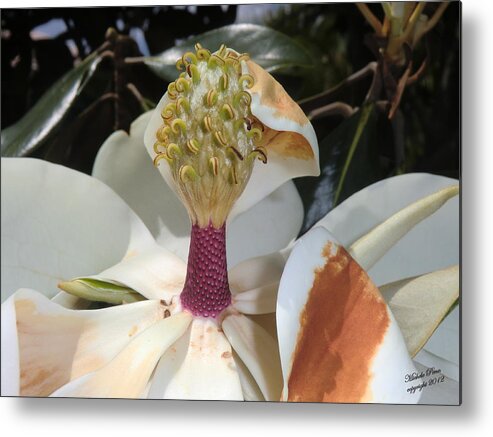  Metal Print featuring the photograph Magnolia Magnicence by Michele Penn
