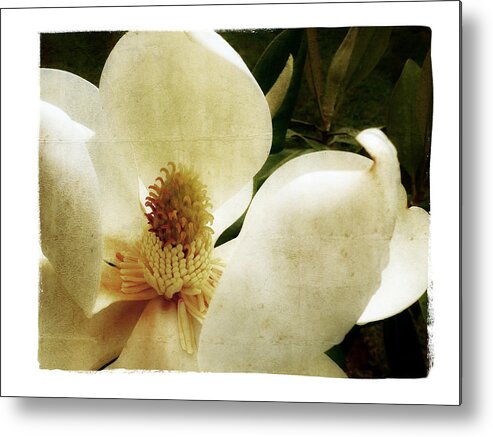 Magnolia Metal Print featuring the photograph Magnolia I by Tanya Jacobson-Smith