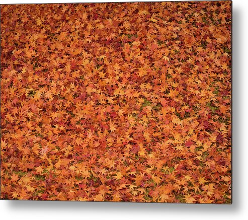 Tranquility Metal Print featuring the photograph Maple Leaves Carpet by Ma Photo