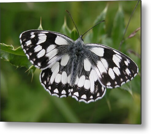 Butterfly Metal Print featuring the photograph Marbled white by Ron Harpham
