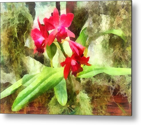 Cattleya Metal Print featuring the photograph Maroon Cattleya Orchids by Susan Savad
