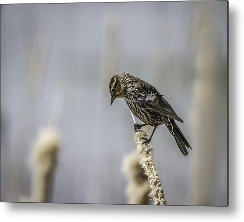 Female Red-winged Blackbird Metal Print featuring the photograph Marsh Queen by Thomas Young