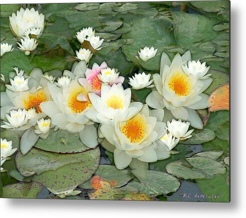 Water Lilies Metal Print featuring the painting May Pond by RC DeWinter