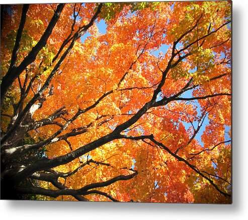 Fall Metal Print featuring the photograph Michigan Sugan Maple by Dean Ginther