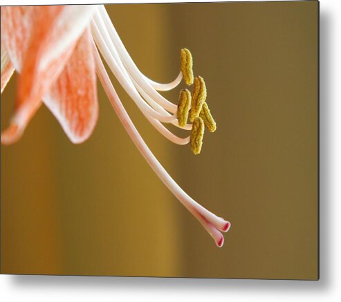 Flora Metal Print featuring the digital art Microsporangia by Tg Devore