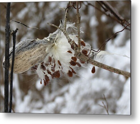 Winter Metal Print featuring the photograph Milkweed by Azthet Photography