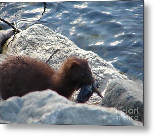 American Mink Metal Print featuring the photograph Mink with a Round Goby by Randy J Heath